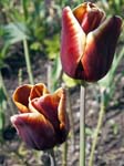 Tulipa Abu Hassan