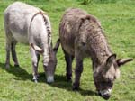 Donkeys Common Lane