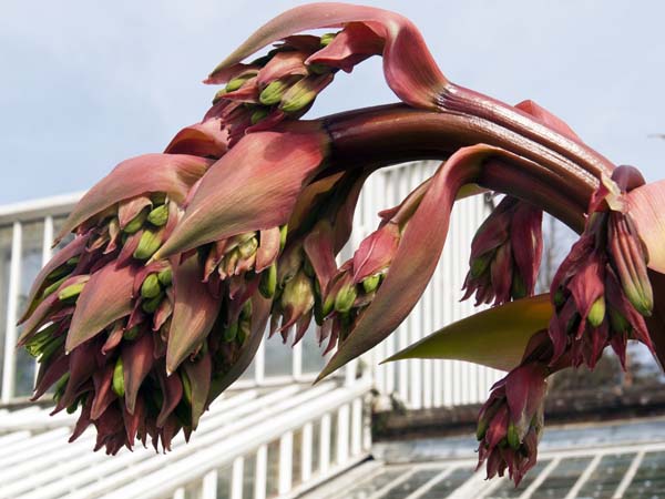Beschorneria yuccoides,Plant,Staunton Country Park