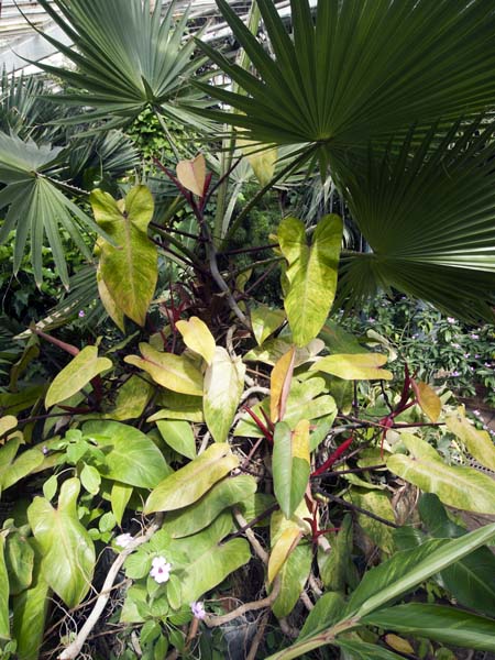 Glasshouses,Staunton Country Park