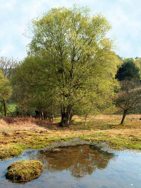 Gorley Common,Pond,Trees