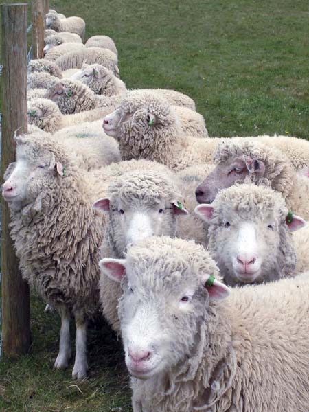 Sheep