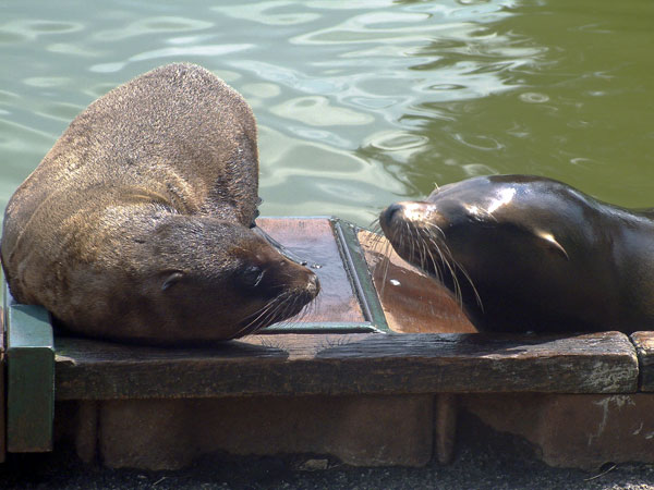 Zoo,Animals,Sealions,Longleat