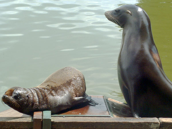 Zoo,Animals,Sealions,Longleat