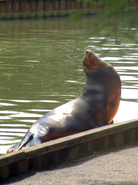 Zoo,Animal,Sealion,Longleat