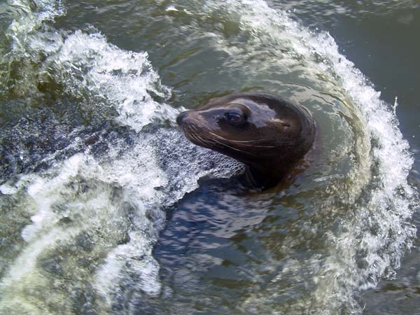 Zoo,Animal,Sealion,Longleat