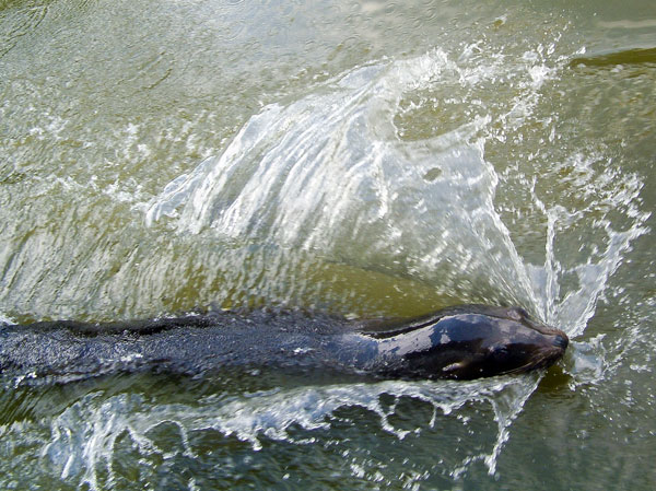 Zoo,Animal,Sealion,Longleat