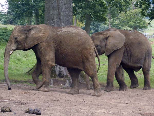 Zoo,Animals,Elephants,Longleat Safari Park