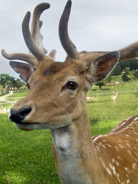 Zoo,Animal,Fallow Deer,Longleat Safari Park