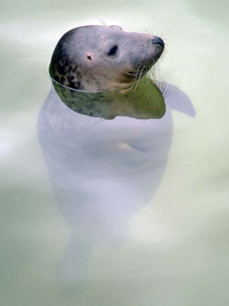 Gweek,National Seal Sanctuary,Seal,Animal,
