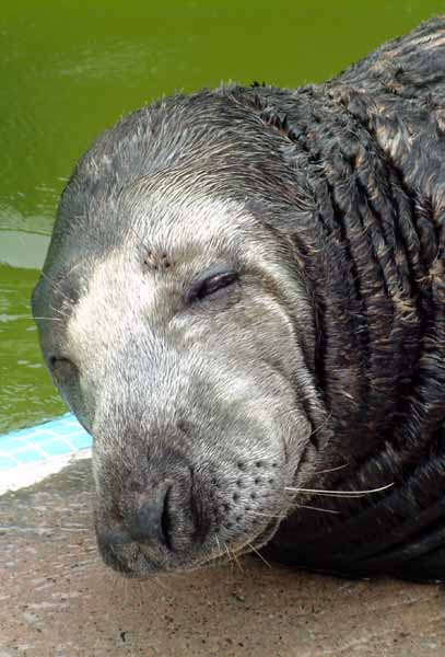 Gweek,National Seal Sanctuary,Seal,Animal,Magnus