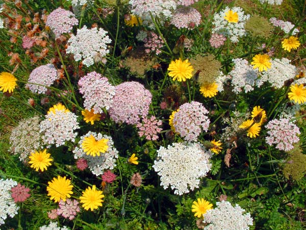 Godrevy,Flowers