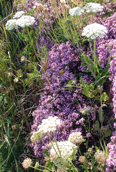 Godrevy,Flowers