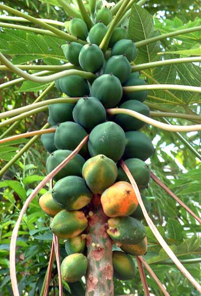 Eden Project,Pawpaw,Fruit,Humid Tropics Biome
