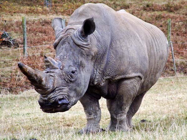 Longleat Safari Park,Zoo,Animal,Rhinoceros