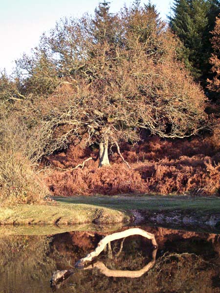 Linford Bottom,Trees