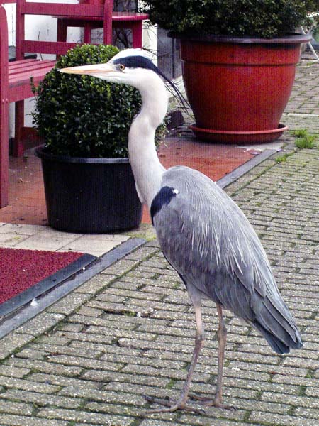 Amsterdam,Groenburgwal,Heron,Bird