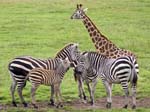 Giraffe and Zebras