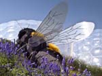 The Bee by Robert Bradford