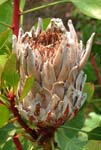 Protea Warm Temperate Biome