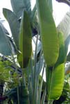 Banana Tree Humid Tropics Biome
