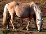 Pony - Linford Bottom