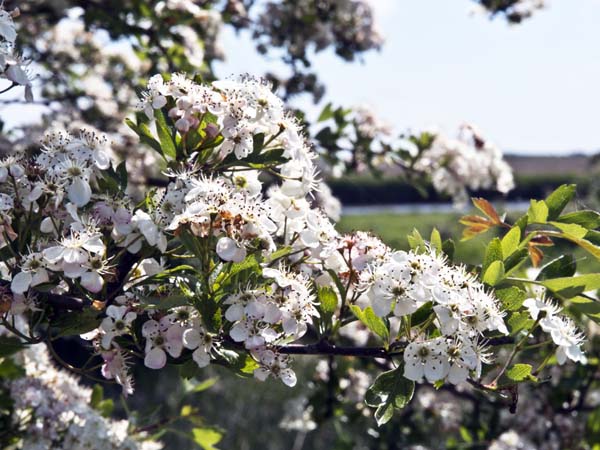 May Blossom,Hawthorn,Farlington Marshes,Nature Reserve
