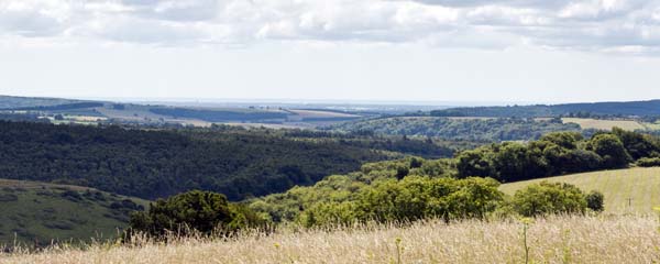 Beacon Hill,Harting Down