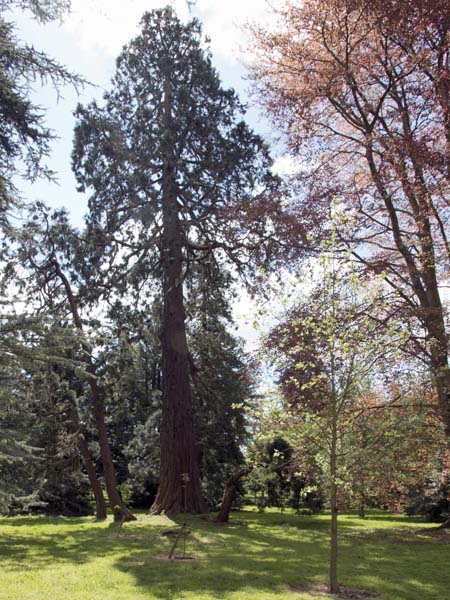 Bessborough Arboretum,Stansted Park