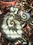 Begonia 'Escargot'
