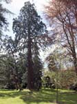 The Bessborough Arboretum