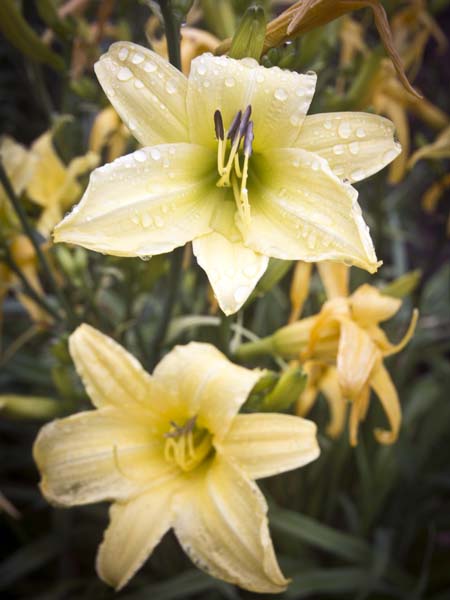 Yellow Lillies,Llanerchaeron