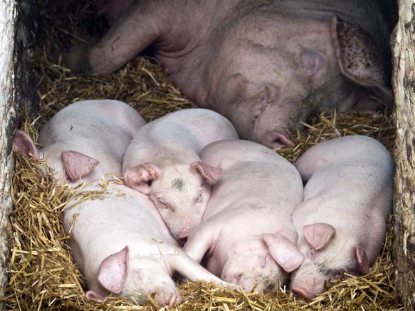 Pigs,Llanerchaeron