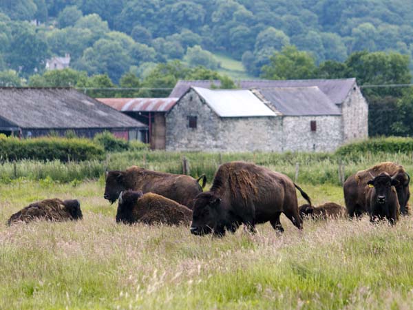 Bison,Rhug Estate
