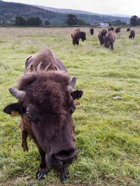 Bison,Rhug Estate