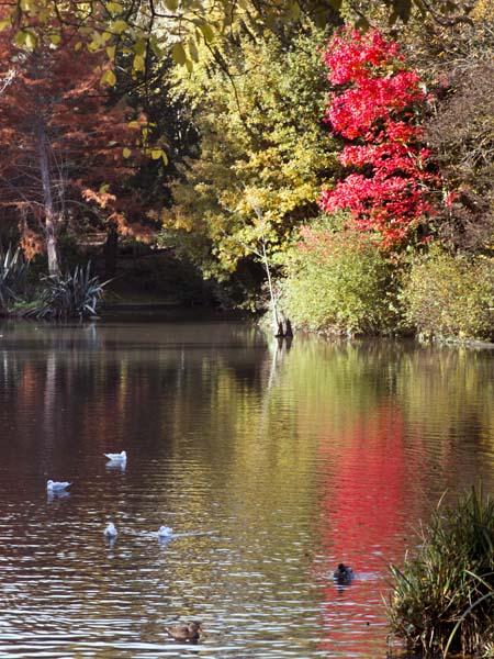 Lake,Holly Hill Woodland Park