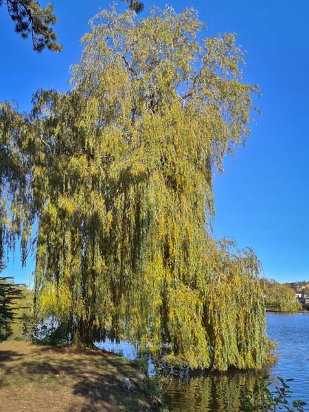 Weeping,Willow,Roath,Park,Cardiff