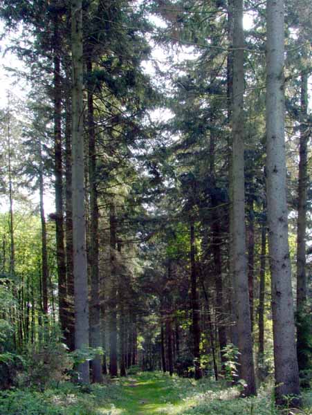 Horton,Trees