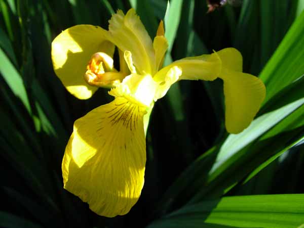 Flower,Yellow Flag,Iris pseudacorus