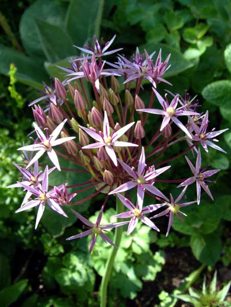 Flowers,Alium christophii
