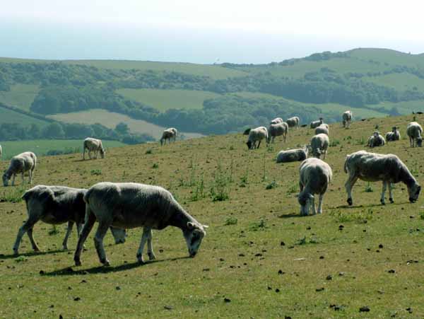 Ridgeway Hill,Sheep,Animals,Purbeck