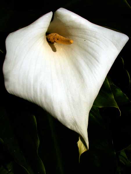 Upton Park,Arum Lily,Flower