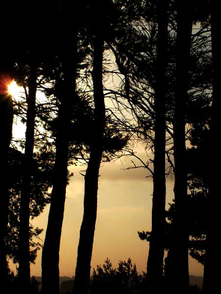 Ashdown Forest,Camp Hill,Sky,Sunset,Trees