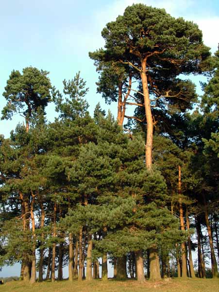Ashdown Forest,Camp Hill,Trees