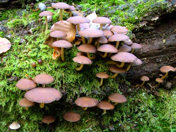 Common Stump Brittlestem Fungus,Fungi,Fungii,Psathyrella piluliformis