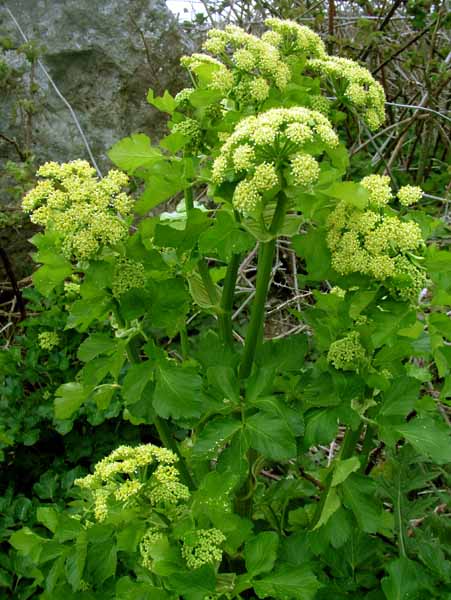 Flowers,Angelica