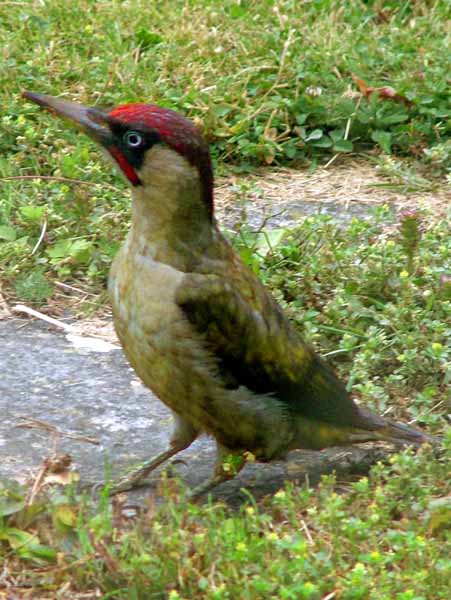 Green Woodpecker,Picus viridis