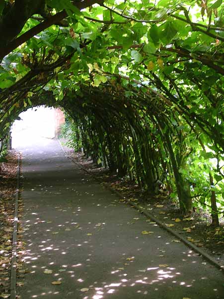 Christchurch,Lime Arbour
