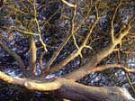 Cedar Branches