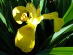 Yellow Flag (Iris Pseudacorus)